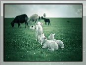 Owce, Łąka, Barany
