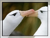Albatrosy