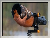 Aparat fotograficzny, Wiewiórka, Obiektyw