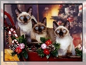 Atmosfera, Świąteczna, Piękne, Trzy, Koty