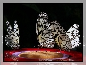 Motyle, Makro, Czarno-białe, Polowiec szachownica