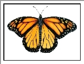 Białe tło, Motyl, Monarch