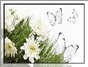 Motyle, Białe, Kwiatki