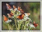 Motyle, Białe, Kwiatuszki