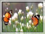 Motyle, Białe, Kwiaty