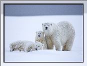 Białe, Polarne, Trzy, Niedźwiedzie