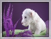 Sealyham Terrier, Pies, Biały, Mały, Szczeniaczek
