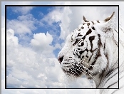 Niebo, Biały, Tygrys
