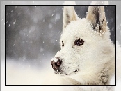 Śnieg, Biały, Pies