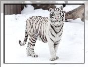Śnieg, Biały, Tygrys