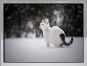 Śnieg, Ogon, Kot, Biały, Ciemny