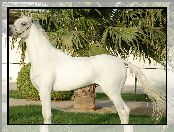 Palma, Biały, Koń