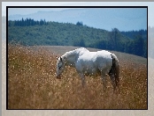 Trawa, Biały, Koń