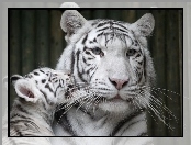 Tygrysiątko, Biały, Tygrys