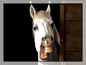Zęby, Biały, Koń