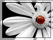 Kwiatek, Biedronka, Biały
