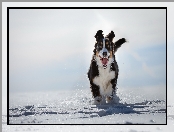 Bieg, Śnieg, Berneński pies pasterski, Zima