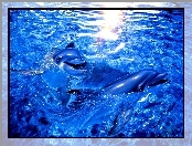 Delfiny, Błękitna, Woda