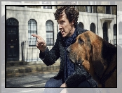 Bloodhound, Pies, Sherlock, Serial, Benedict Cumberbatch