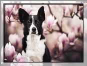 Pies, Border collie, Magnolie, Kwiaty