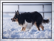 Śnieg, Pies, Border collie