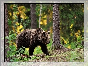 Niedźwiedź Brunatny, Las