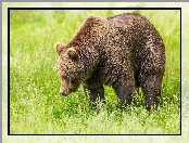 Niedźwiedź brunatny, Trawa