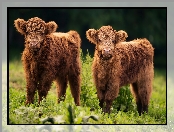 Highland cattle, Szkocka rasa wyżynna, Młode, Dwie, Krówki