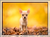 Chihuahua krótkowłosa, Pies, Biszkoptowy