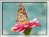 Cynia, Różowa, Rusałka osetnik, Motyl, Kwiat