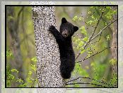 Niedźwiedź czarny, Młody, Las, Drzewo, Niedźwiadek amerykański, Baribal