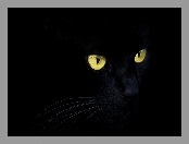 Ciemność, Czarny, Kot