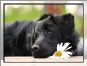 Kwiatek, Czarny, Pies