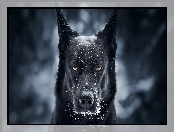 Czarny owczarek niemiecki, Śnieg, Pies, Mordka