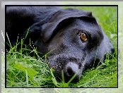 Pies, Labrador Retriever, Czarny, Trawa