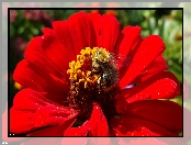 Pszczoła, Czerwona, Cynia