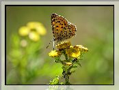 Czerwończyk uroczek, Kwiaty, Motyl, Żółte