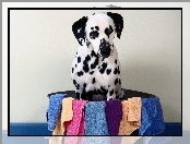 Dalmatyńczyk, Miska, Pies, Ręczniki