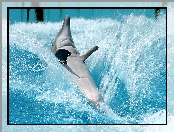 Delfin, Woda