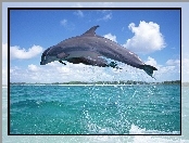 Delfiny, Niebo, Dwa, Morze