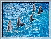 Taniec, Delfiny, Woda