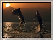 Delfiny, Morze, Dwa, Zachód Słońca