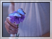 Dłoń, Motyl, Kwiat, Niebieski, Niebieski