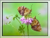 Dostojka ino, Kwiat, Motyle, Różowy
