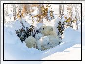 Drzewa, Niedźwiadki, Niedźwiedzie polarne, Zima, Niedźwiedzica