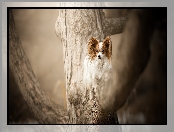 Drzewo, Pies, Spaniel kontynentalny miniaturowy Papillon