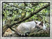 Obserwator, Drzewo, Kot
