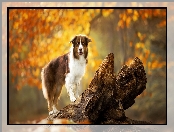 Drzewo, Pies, Owczarek australijski