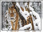 Drzewo, Tygrys, Śnieg