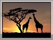 Drzewo, Żyrafy, Zachód słońca